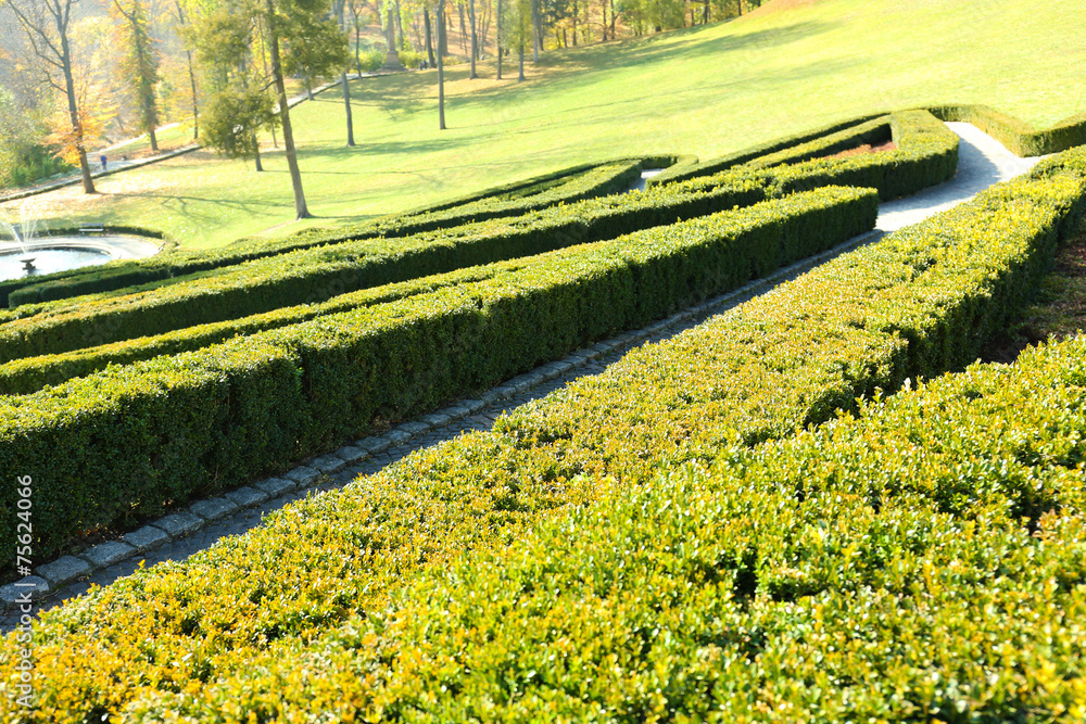 Beautiful boxwood shrubs in park