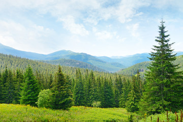 Wall Mural - Beautiful pine trees on background high mountains.