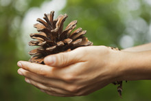 A Woman Holding A Pine Cone In Her Hands.