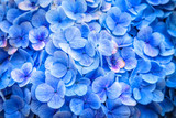 Fototapeta  - Unusual blue flowers