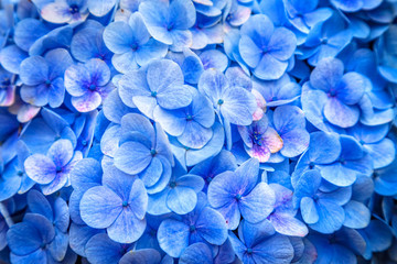 unusual blue flowers