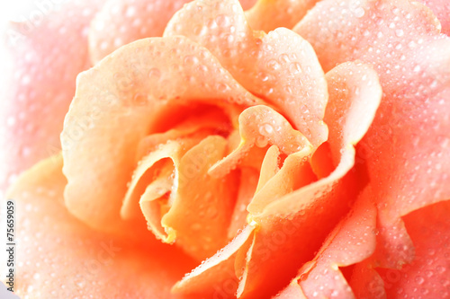 Fototapeta na wymiar Beautiful orange rose close-up