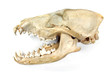 Dog skull and jaw isolated on white