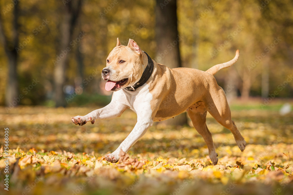 American staffordshire terrier running in the park in autumn - obrazy, fototapety, plakaty 