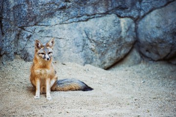 Kit Fox