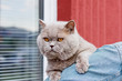lilac british cat sitting on the arm