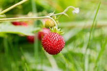 Ripe Wild Strawberry In Forest With Grass Bokeh, Macro Shot