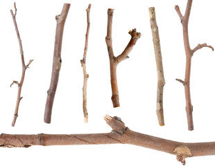 Dry tree branches isolated on white