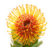orange protea flower