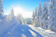 Pine Trees Under The Snow On Mountain In Winter Season