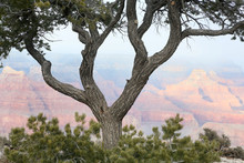 Pine Tree Foreground To Grand Canyon
