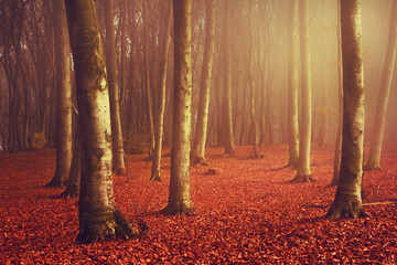 Fototapete - Beautiful light in foggy forest
