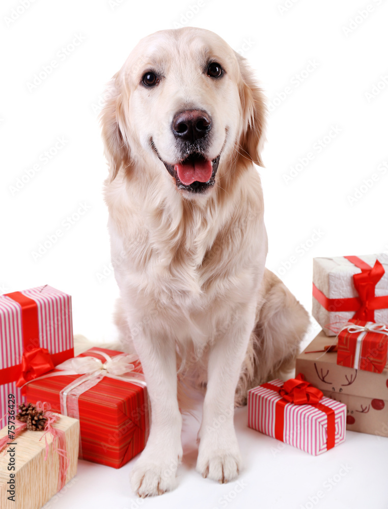 Adorable Labrador sitting with present boxes, isolated on white