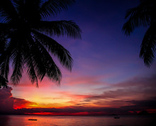 Colorful Sunset With Palm Tree Silhouette At Beach - Malaysia