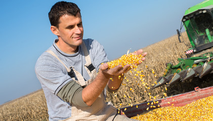 Wall Mural - Corn harvest