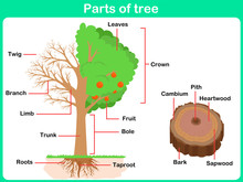 Leaning Parts Of Tree For Kids -  Worksheet