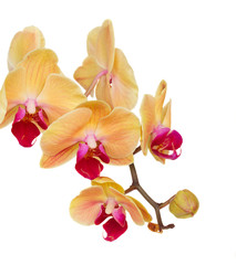 Poster - orange   orchid branch