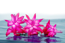 Pink Flowers With Reflection In Water