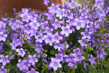 Spring Background Of Blue Campanula Flowers
