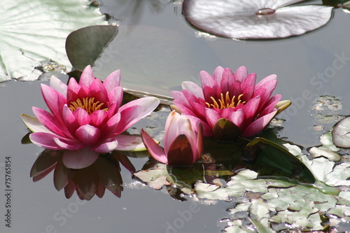 rozowe-lilie-wodne-na-jeziorze