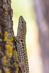 Poster - Italian Wall Lizard (Podarci siculus) Climbing a tree