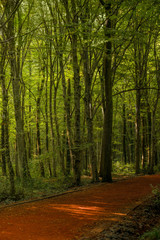 Wall Mural - Beautiful forest along the pathway during sunny day