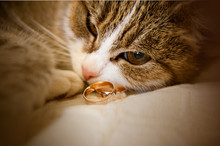 Portrait Of Green-eyed Cat Is Lying  Next To Wedding Rings