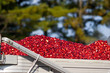 Harvested cranberries in a truck