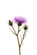 thistle - vertical