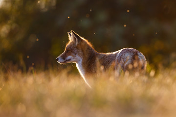 Poster - red fox in beautiful light