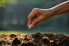 Farmer's Hand Planting A Seed In Soil