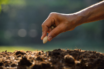 Wall Mural - Farmer's hand planting a seed in soil