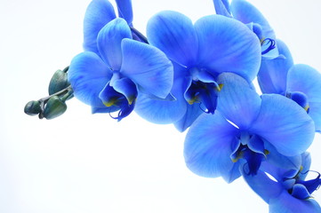 Blue flower orchid