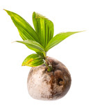 Fototapeta Tulipany - Young sprout of coconut of a coconut fruit over white background
