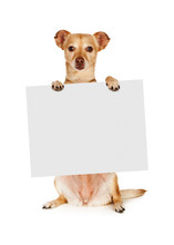 Chihuahua Mix Dog Holding Blank Sign