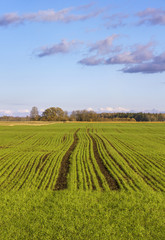 Wall Mural - Growing wheat.