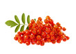 rowanberry or ashberry isolated on white background