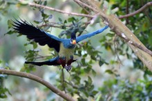 Great Blue Turaco Flying