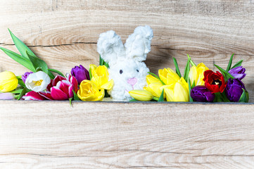 Wall Mural - Osterhase auf Tulpen