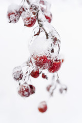 Wall Mural - Frozen crab apples on snowy branch