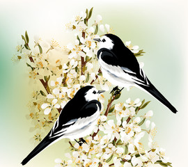 Fototapete - Couple of black and white  birds sit on a spring blooming plum b