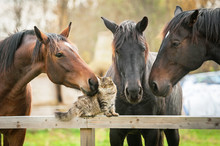 Three Horses And Cat
