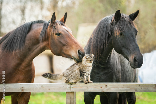 Fotografía Amistad del gato y caballos