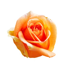 Orange Rose Flower Isolated On White Background