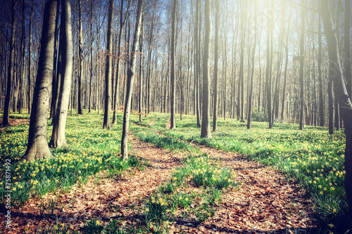 Naklejka na szybę Footpath in spring forest