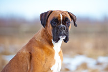 German Boxer Dog Portrait