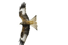 Red Kite (Milvus Milvus) In Flight