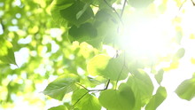 Sunlight Beaming Between Green Leaves On A Sunny Day
