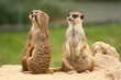 A fifth wheel in the  meerkats community