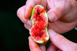 © Jolivet - Fruit